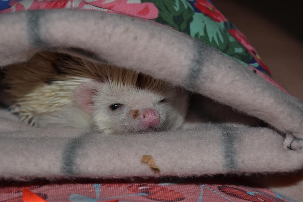 Pindsvin Snowie  billede 31