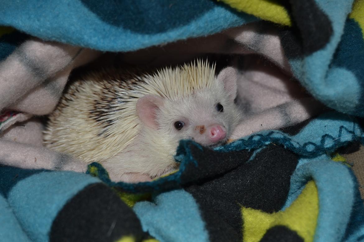 Pindsvin Snowie  billede 32