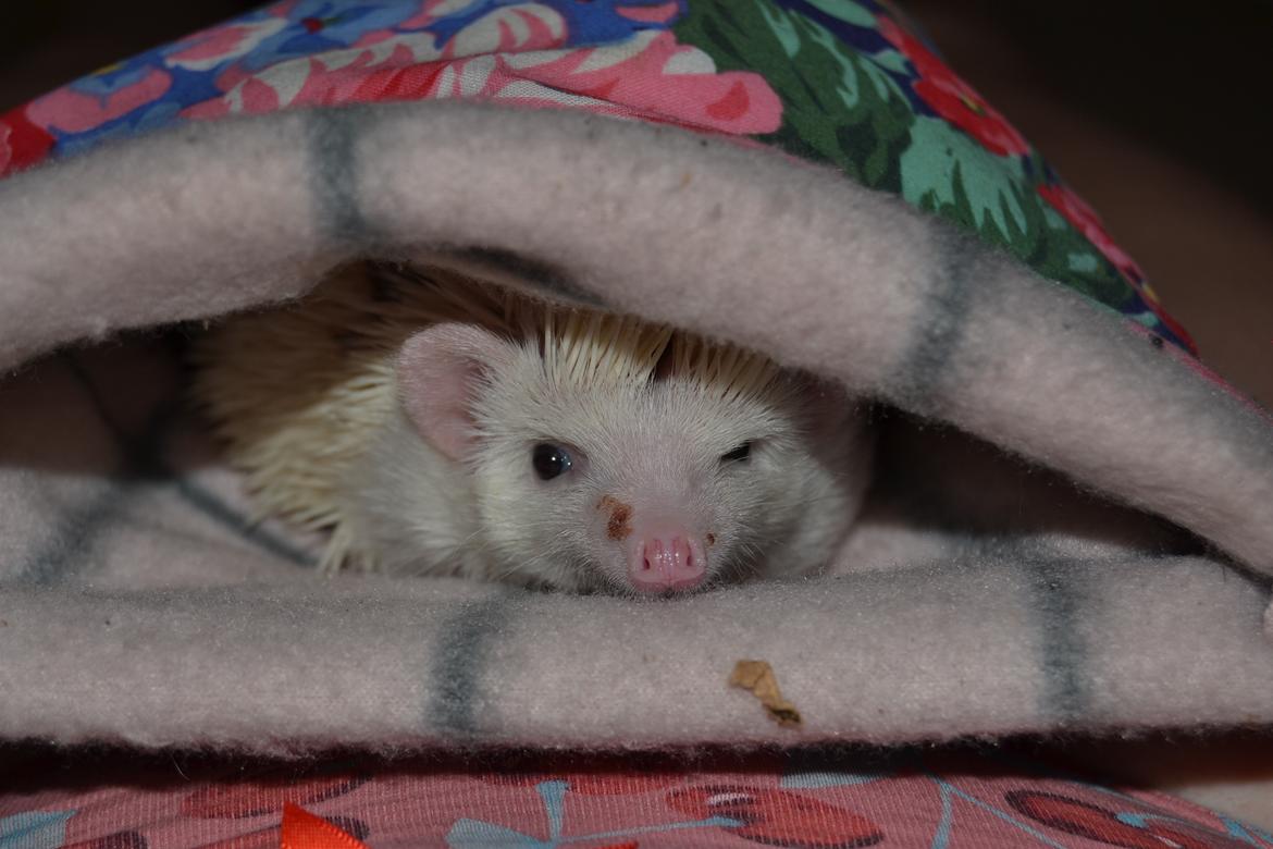 Pindsvin Snowie  billede 30