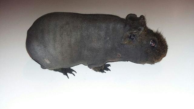 Marsvin ( Skinny) Jack O'Lantern von Fancy (kastrat) - Jack 26/2 - 16 billede 13