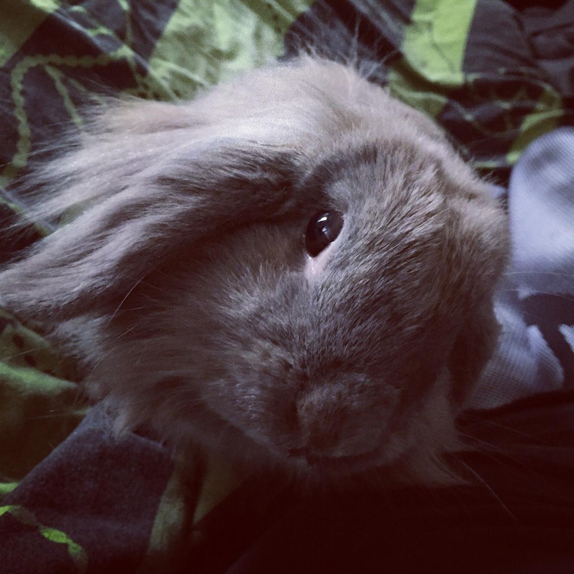 Kanin Bunny Blue *( R.I.P )* Smukke billede 17