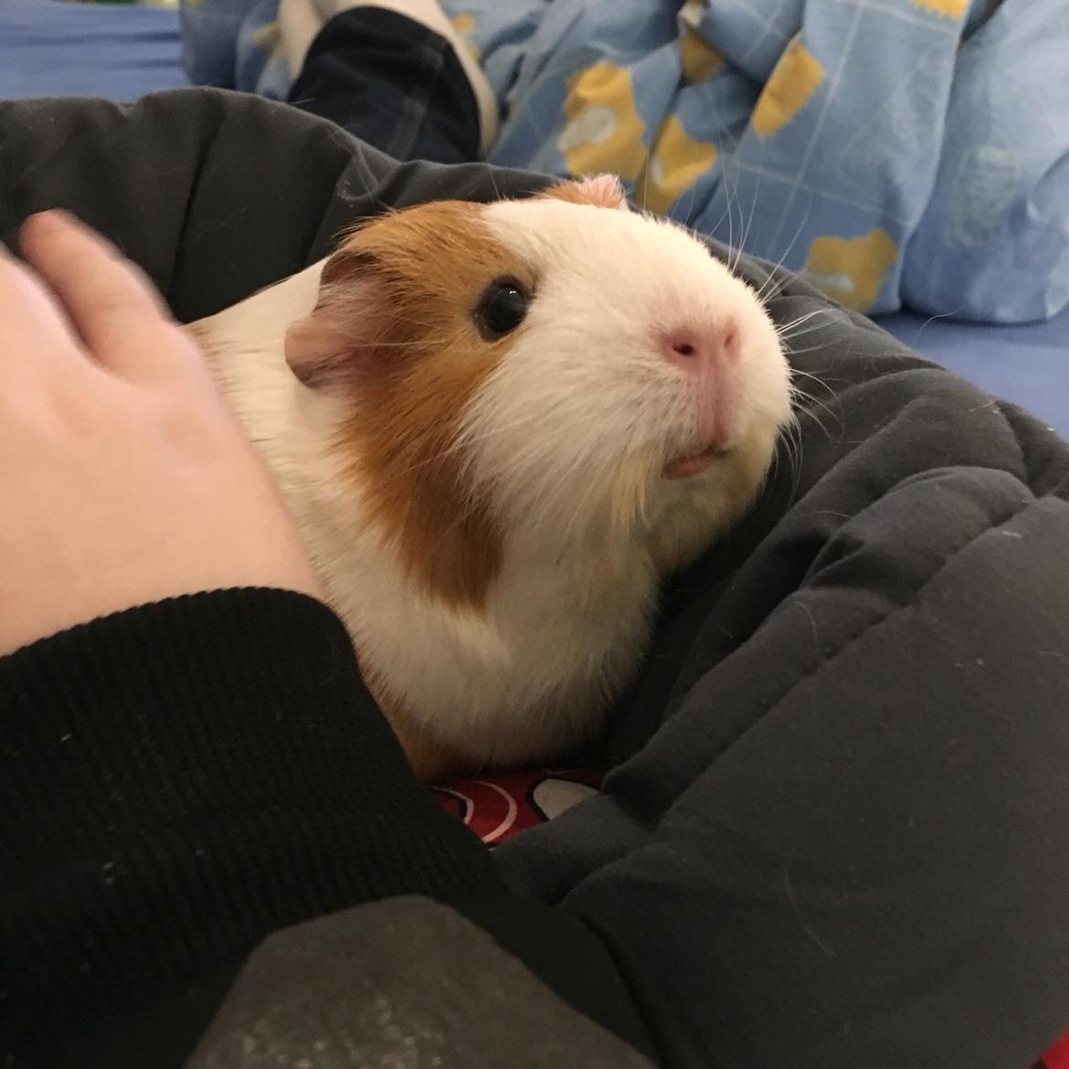 Marsvin Chili billede 16