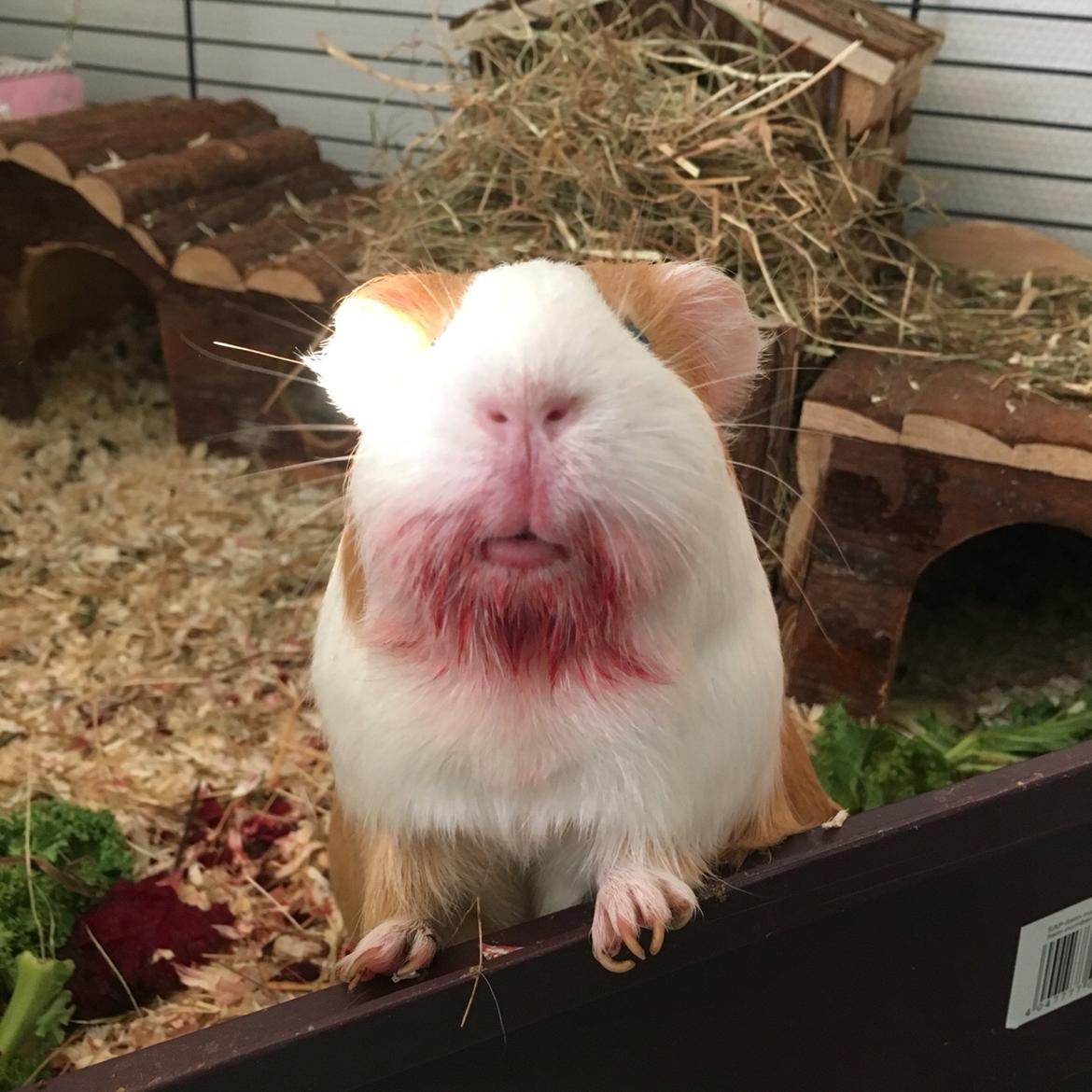 Marsvin Chili billede 18