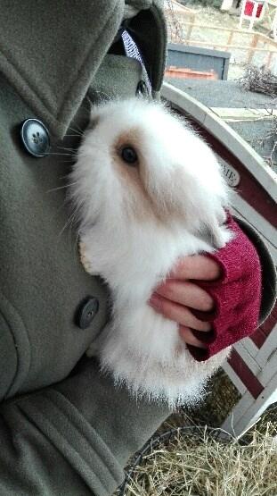 Kanin Percy billede 14