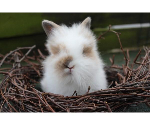 Kanin Percy billede 17