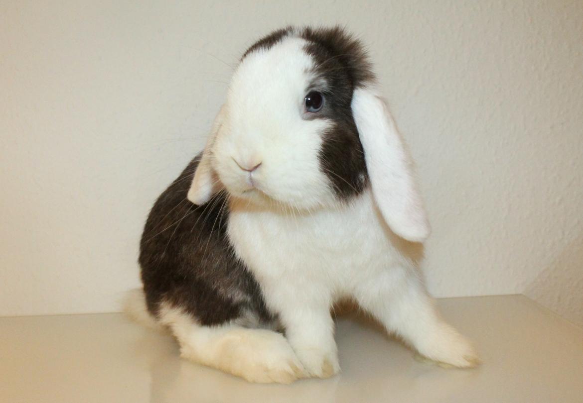 Kanin LGF's Bertram Junior billede 1
