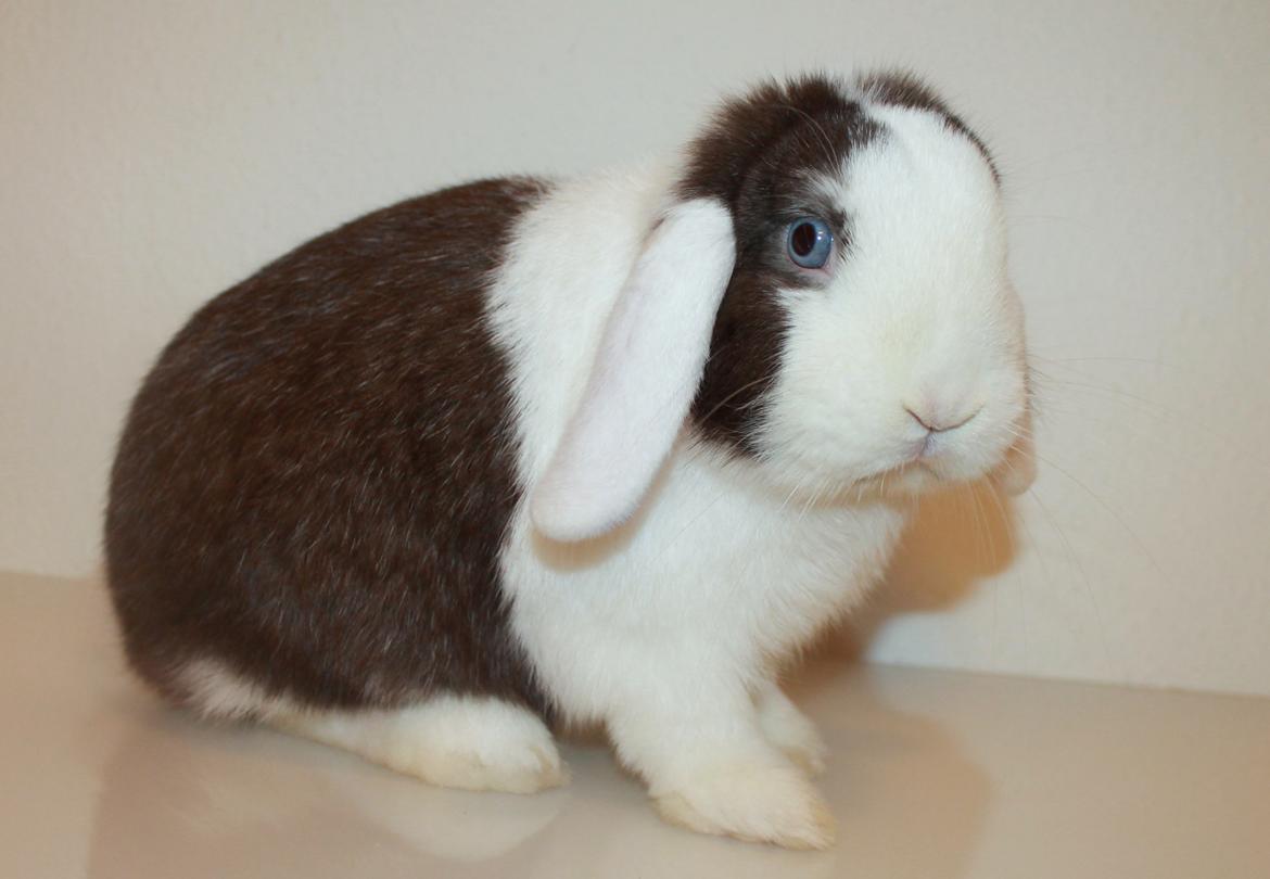 Kanin LGF's Bertram Junior billede 3