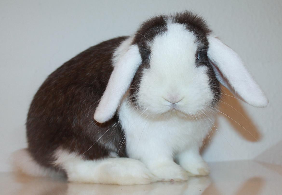 Kanin LGF's Bertram Junior billede 4