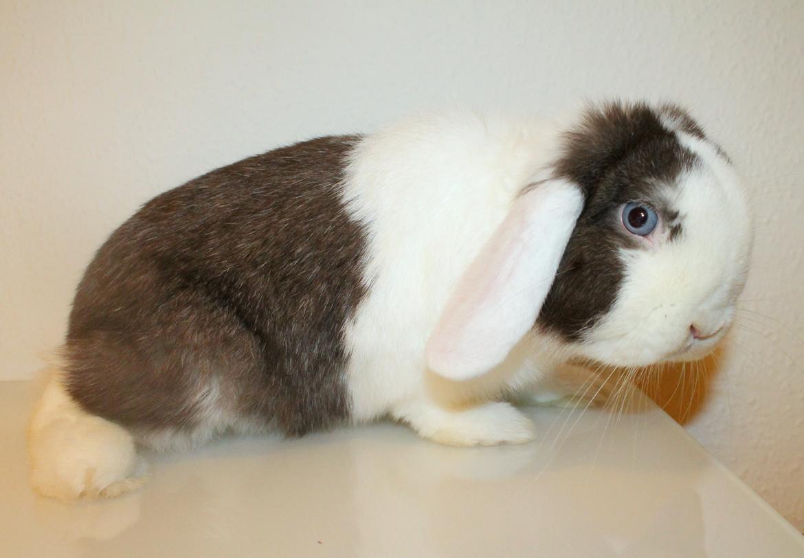 Kanin LGF's Bertram Junior billede 2