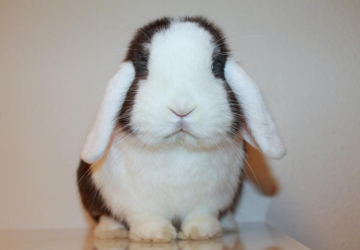 Kanin LGF's Bertram Junior billede 6