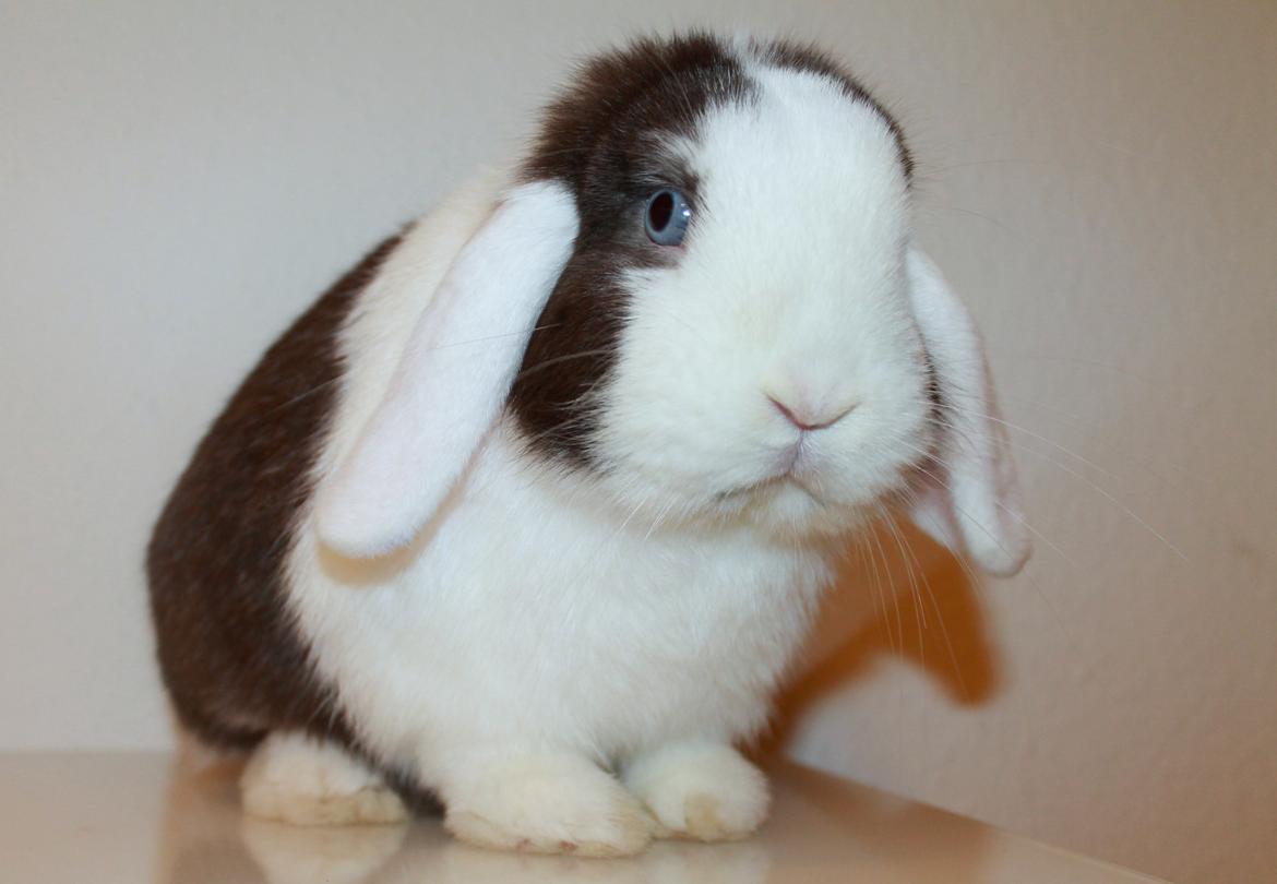 Kanin LGF's Bertram Junior billede 7