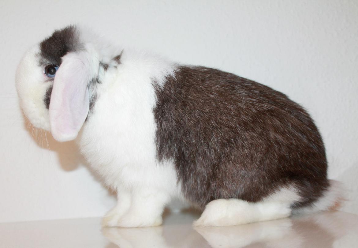 Kanin LGF's Bertram Junior billede 5