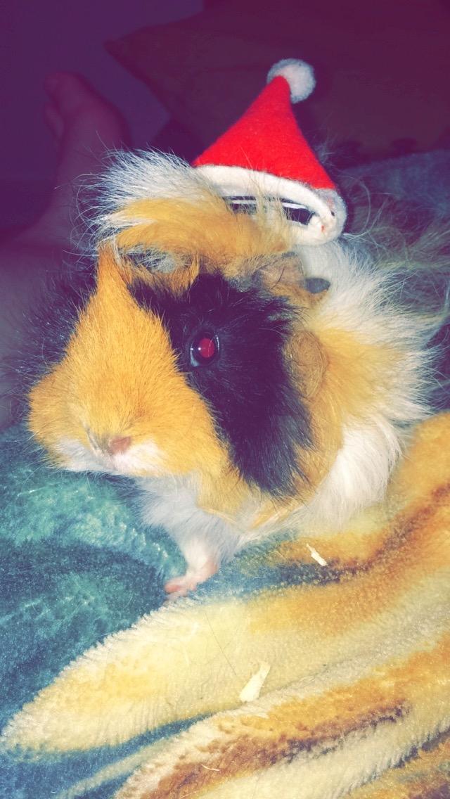 Marsvin Gainesville Rock City Speedy [himmel gris] billede 15