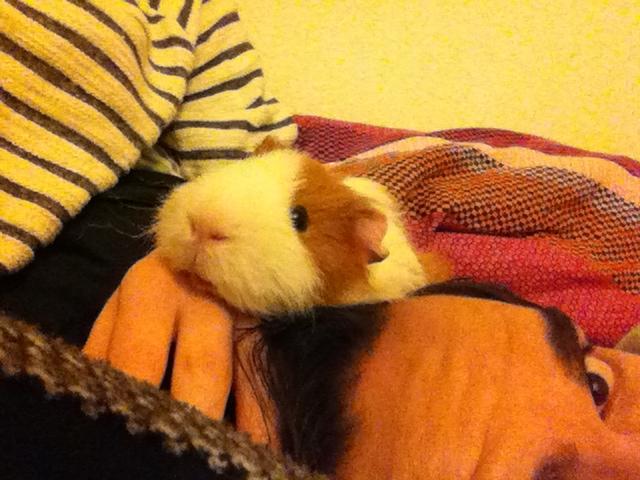 Marsvin Niels billede 8