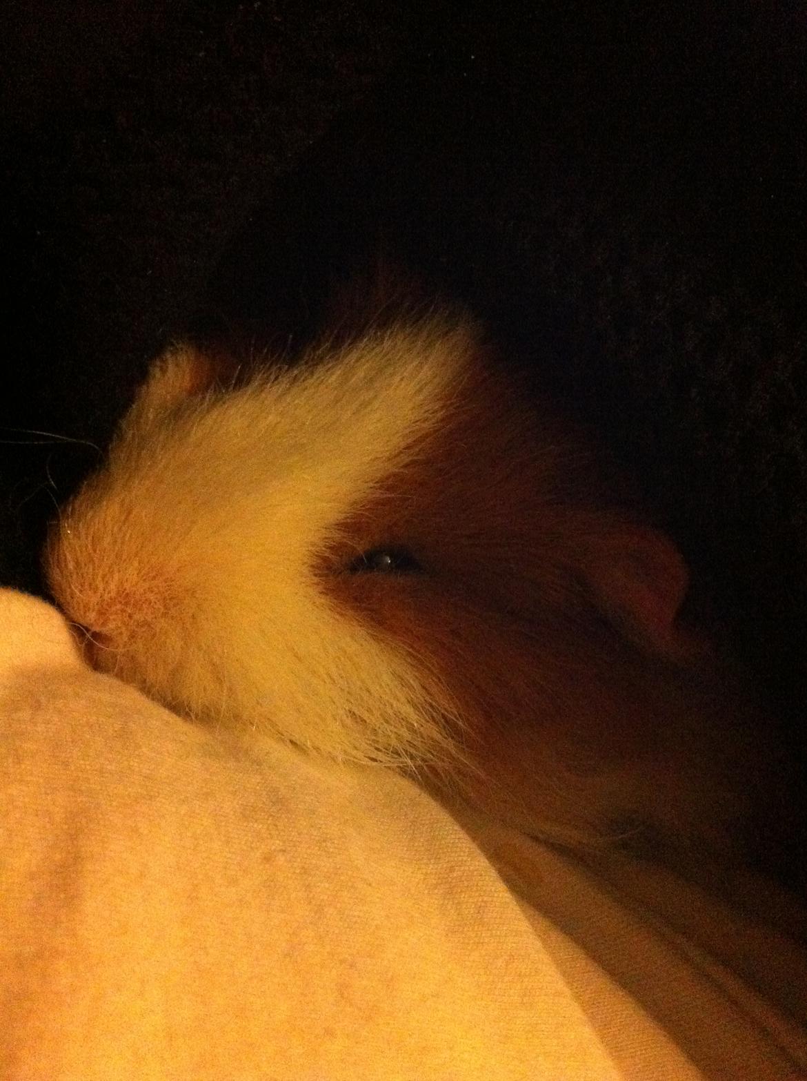 Marsvin Niels - Åh det er hyggeligt at putte <3 billede 6