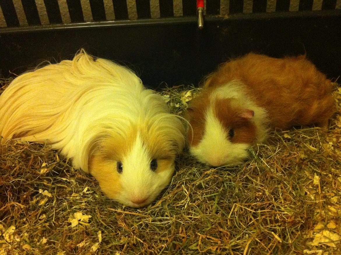 Marsvin Niels billede 12