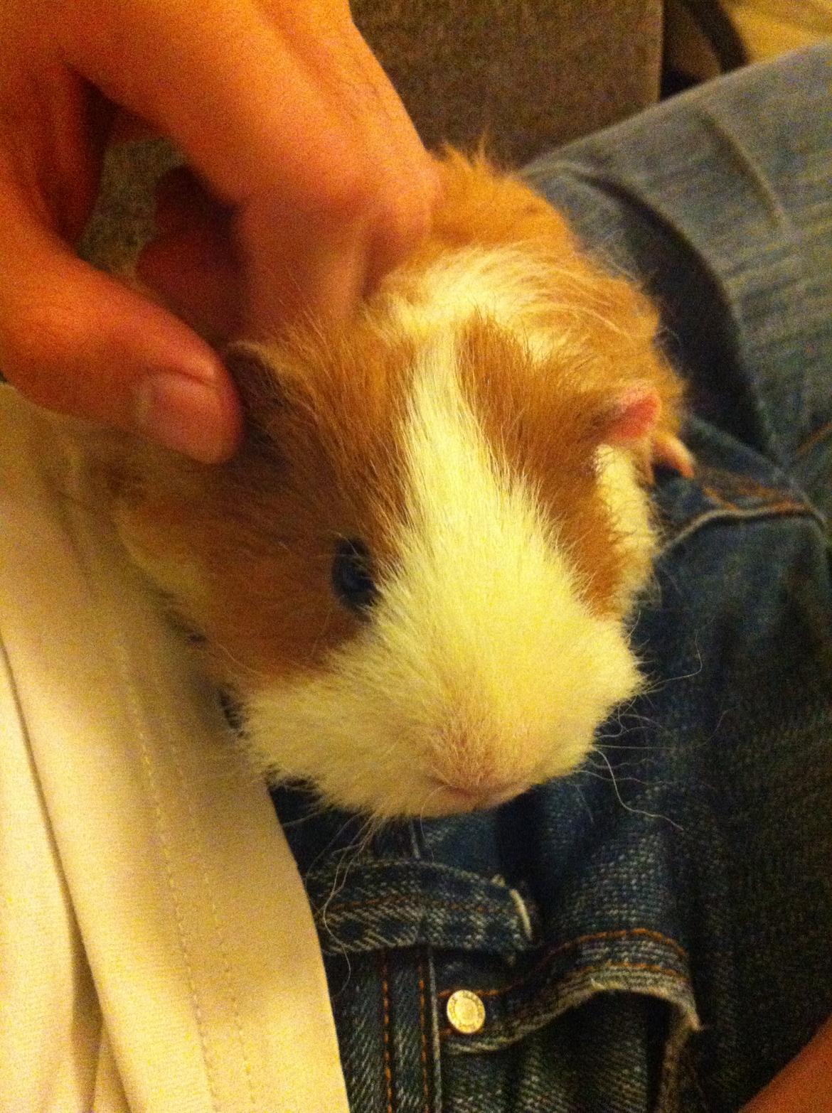 Marsvin Niels billede 11