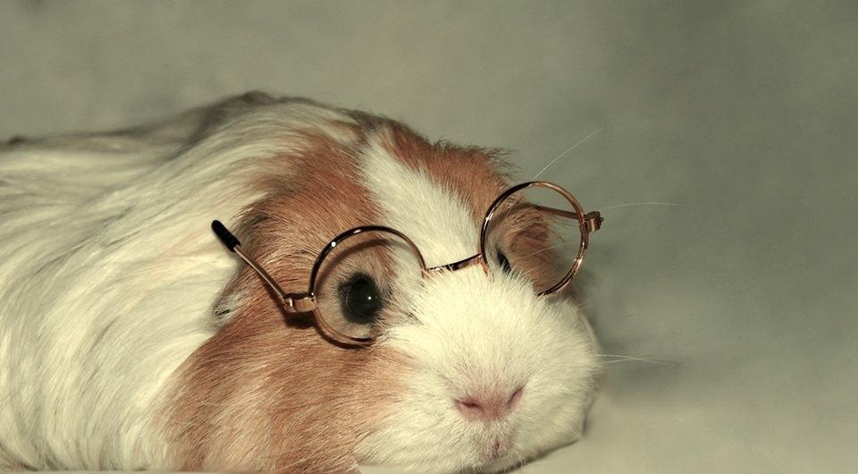 Marsvin Eskild - Sofistikeret har Eskild altid været billede 4