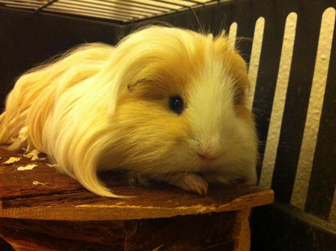 Marsvin Eskild billede 5