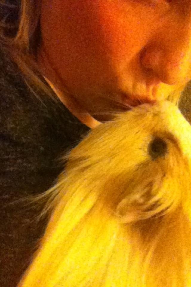 Marsvin Eskild billede 6