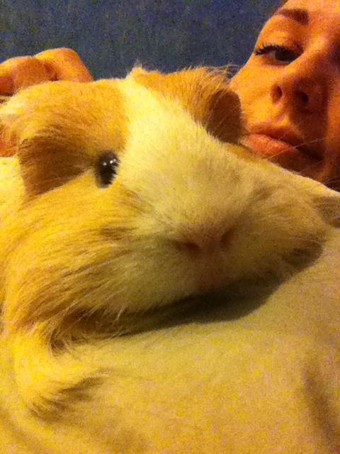 Marsvin Eskild billede 7