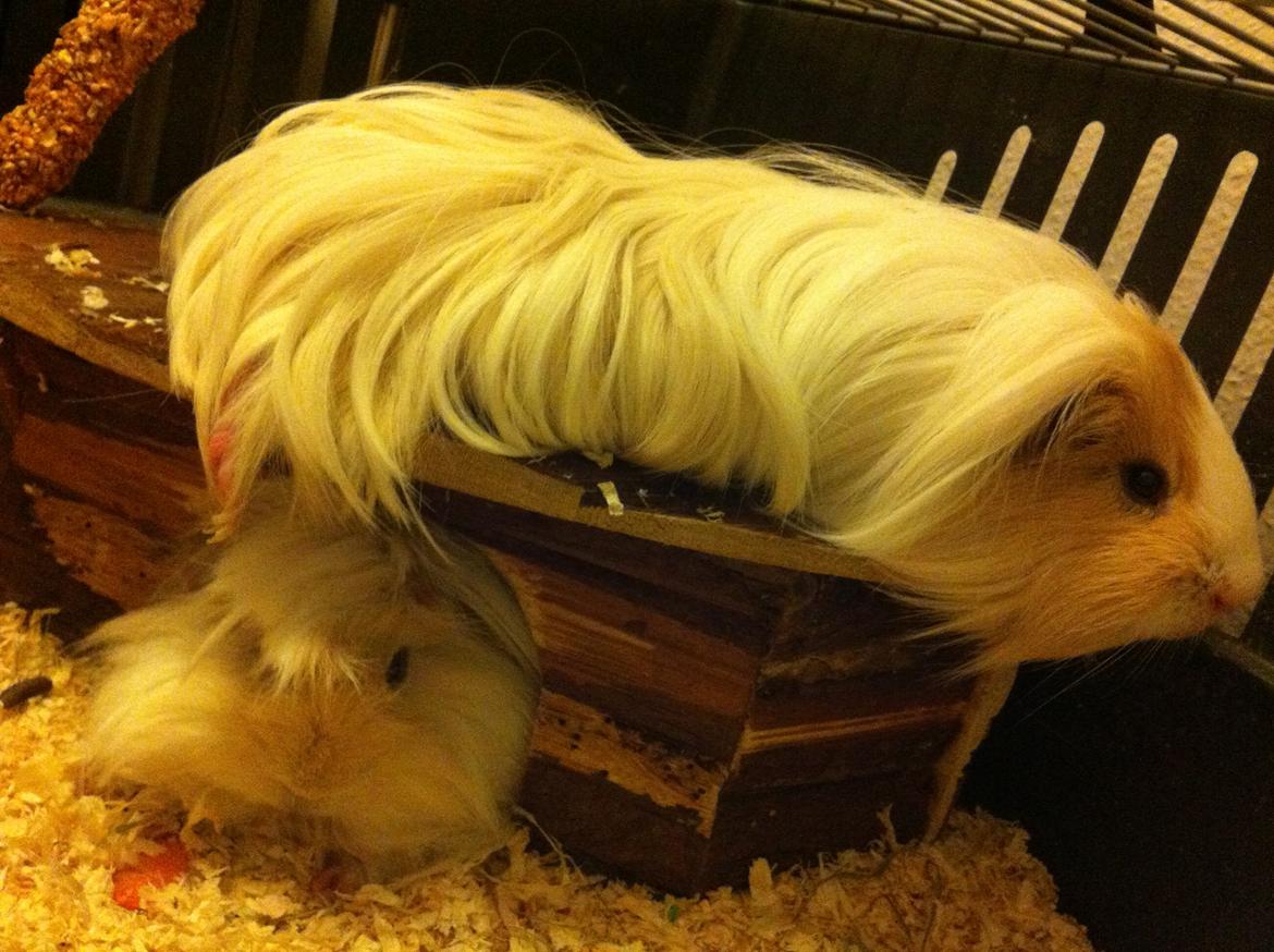 Marsvin Eskild billede 13