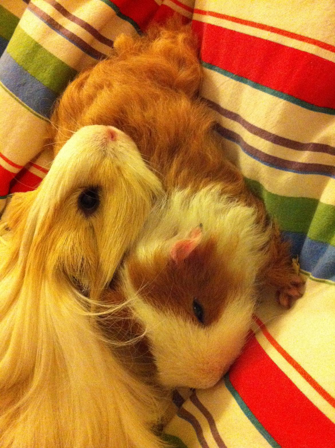 Marsvin Eskild - Det er slet ikke så slemt at få ny burmakker <3 billede 9