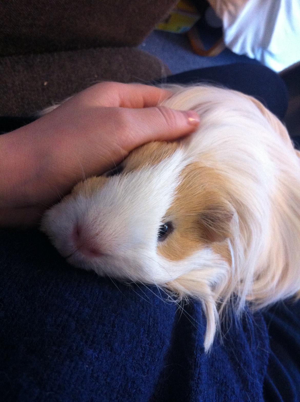 Marsvin Eskild - Søde dejlige Eskild <3 billede 1