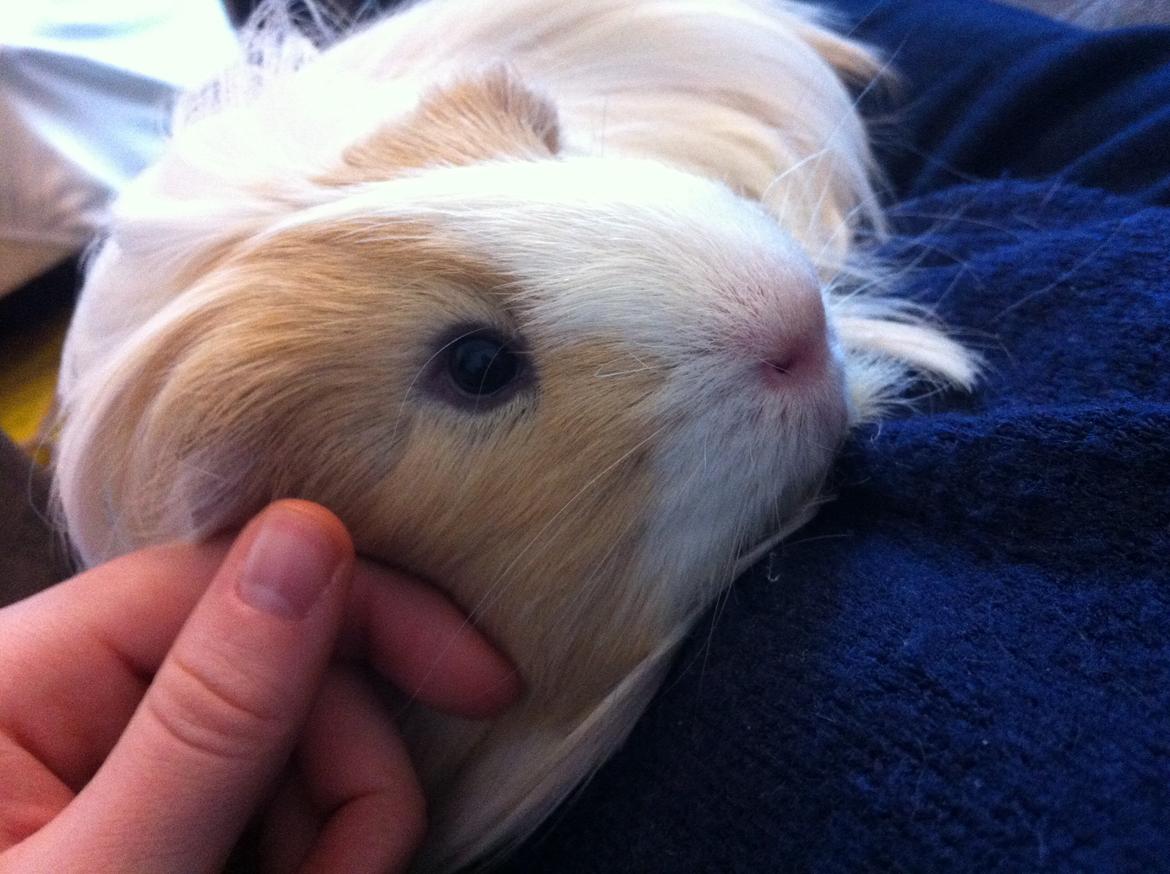 Marsvin Eskild billede 2