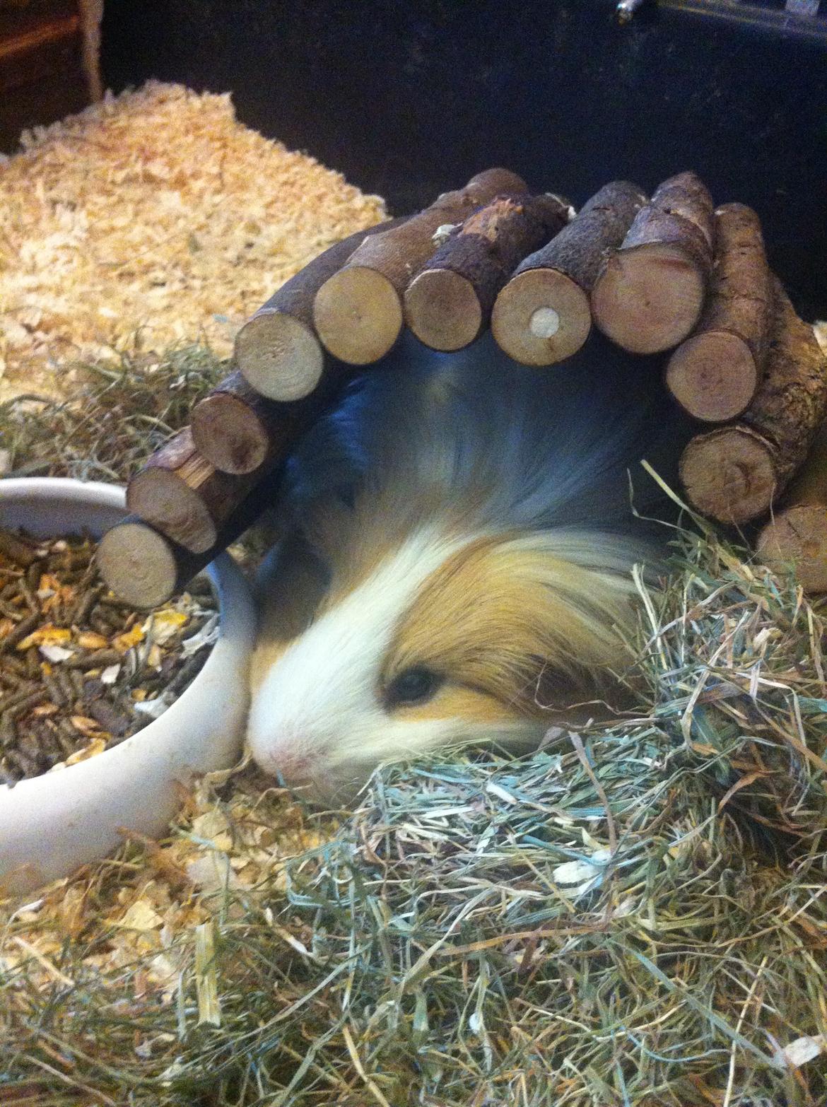 Marsvin Eskild - Smart at Eskild lige selv kan hæve huset, når det ikke er højt nok billede 12