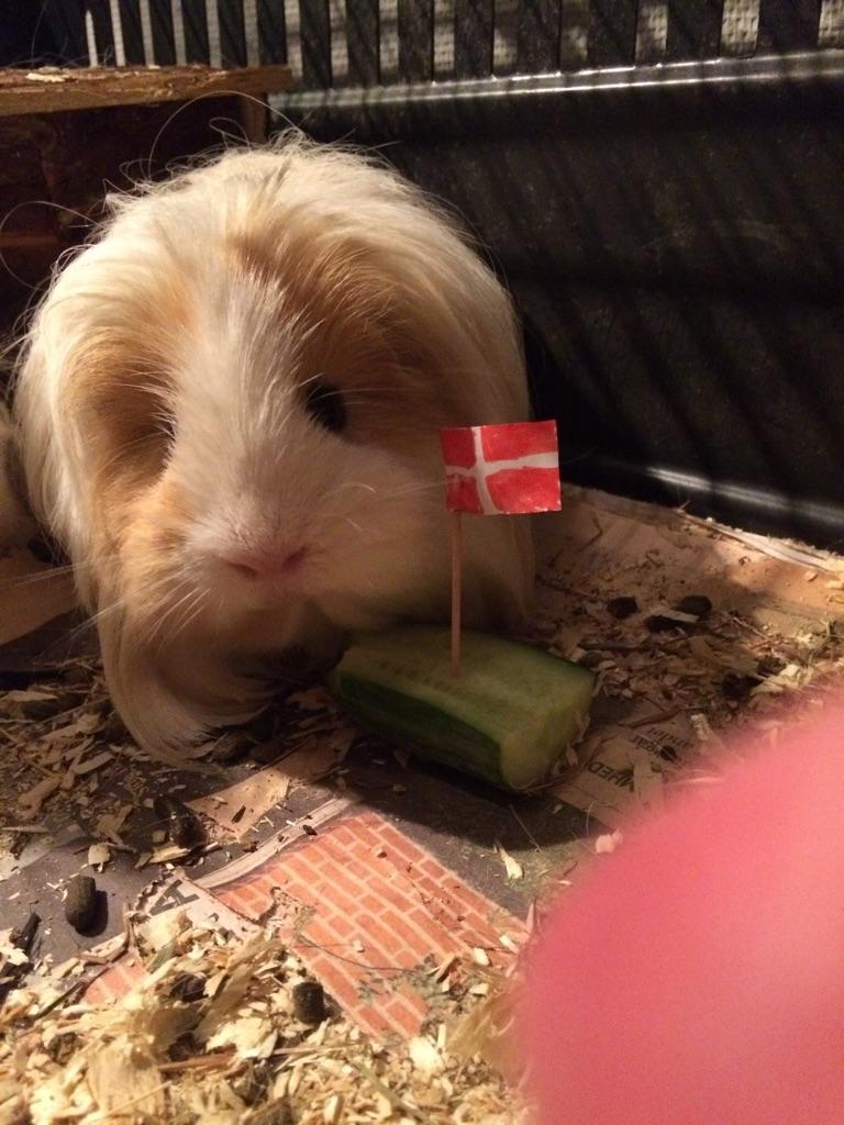 Marsvin Eskild - Eskilds 1 års fødselsdag <3 billede 8