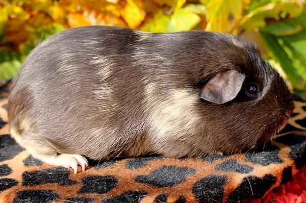 Marsvin Koreskas JUST LIKE MARION billede 13