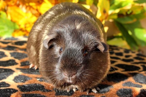 Marsvin Koreskas JUST LIKE MARION billede 15