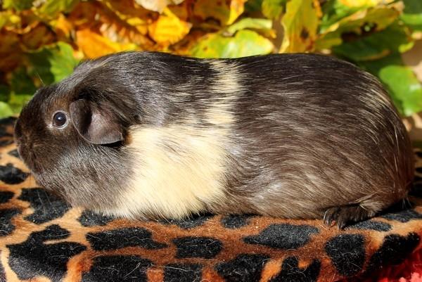 Marsvin Koreskas JUST LIKE MARION billede 16