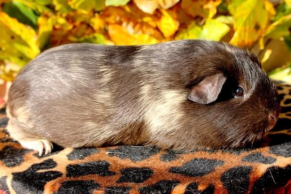 Marsvin Koreskas JUST LIKE MARION billede 14