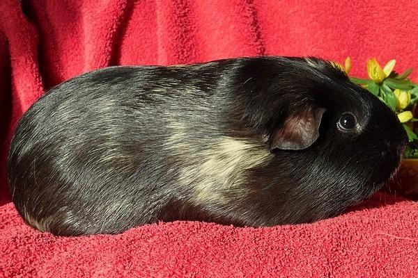 Marsvin Koreskas JUST LIKE MARION billede 2