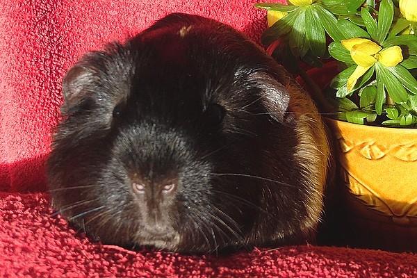 Marsvin Koreskas JUST LIKE MARION billede 17