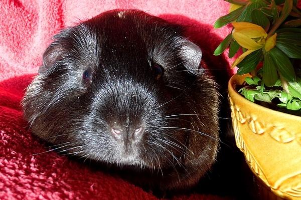 Marsvin Koreskas JUST LIKE MARION billede 18