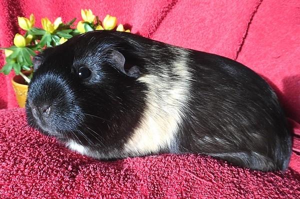 Marsvin Koreskas JUST LIKE MARION billede 19