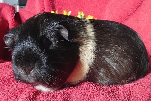 Marsvin Koreskas JUST LIKE MARION billede 20