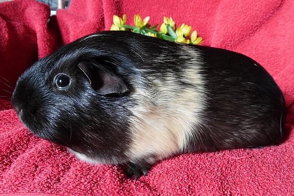 Marsvin Koreskas JUST LIKE MARION billede 4