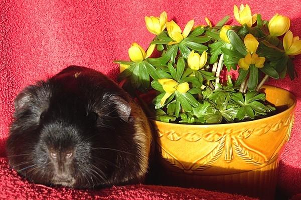 Marsvin Koreskas JUST LIKE MARION billede 3