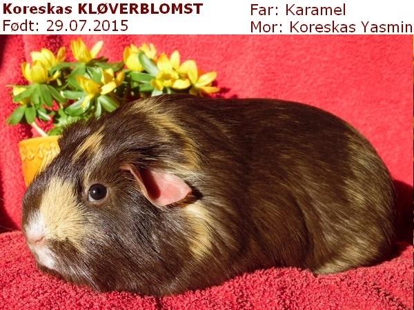 Marsvin Koreskas KLØVERBLOMST billede 2