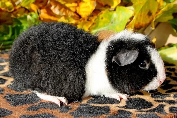 Marsvin Koreskas LYSANDRA billede 10