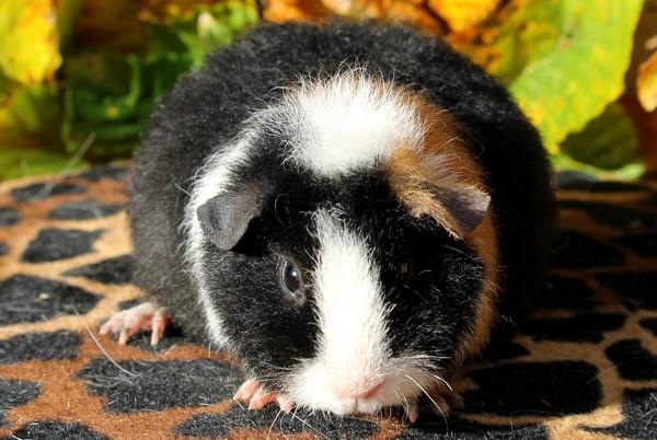 Marsvin Koreskas LYSANDRA billede 11