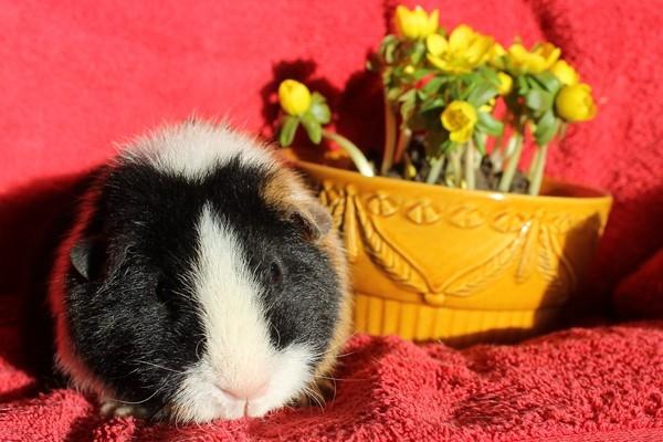 Marsvin Koreskas LYSANDRA billede 14