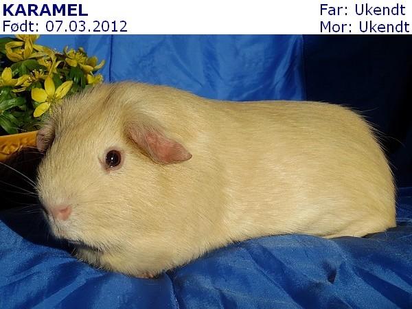 Marsvin KARAMEL - fra Næstved billede 1