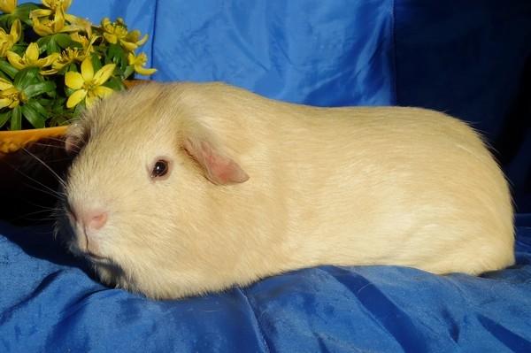 Marsvin KARAMEL - fra Næstved billede 10