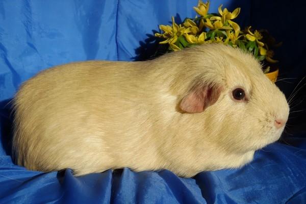 Marsvin KARAMEL - fra Næstved billede 8