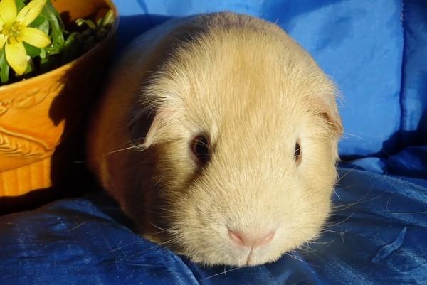 Marsvin KARAMEL - fra Næstved billede 9